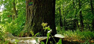 La forêt de Göllheim